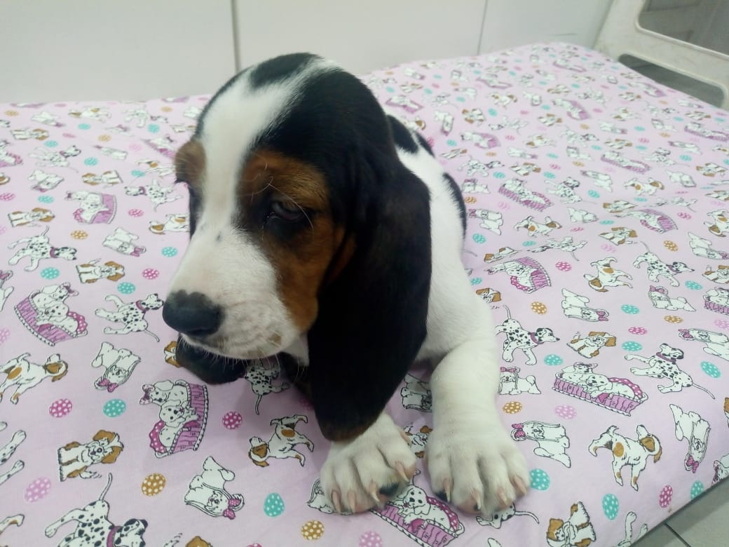 Basset Haund Fêmea Basset Haund Fêmea