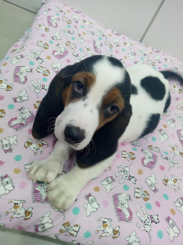 Basset Haund Fêmea Basset Haund Fêmea