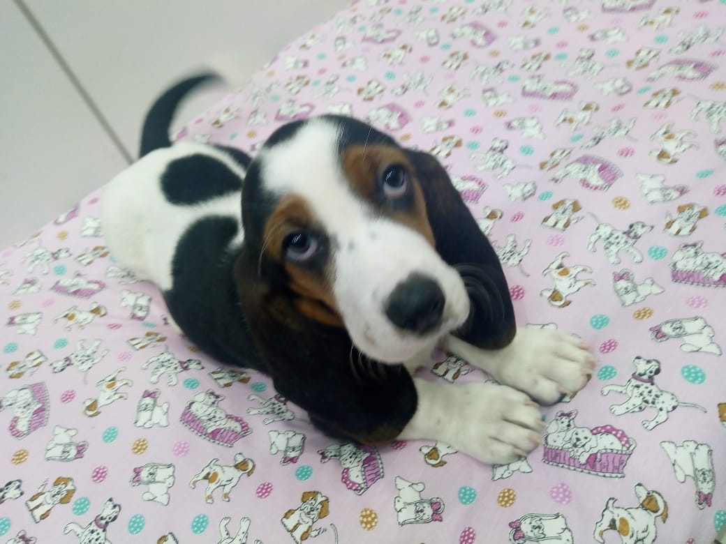 Basset Haund Fêmea Basset Haund Fêmea