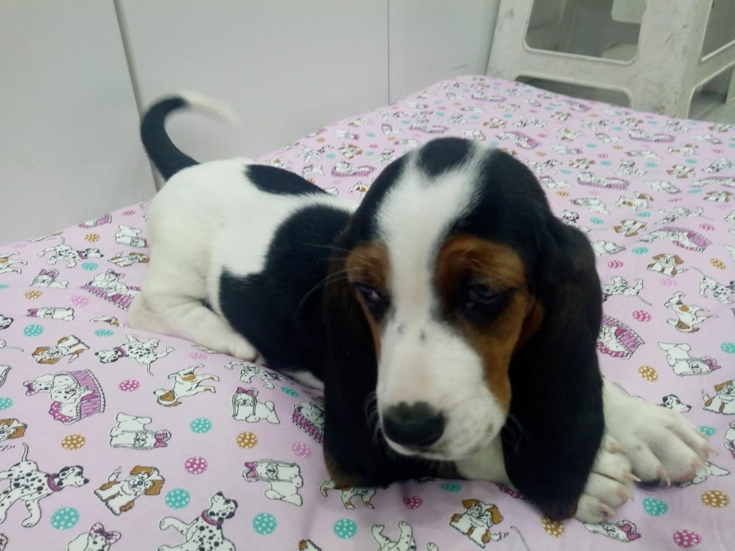 Basset Haund Fêmea Basset Haund Fêmea