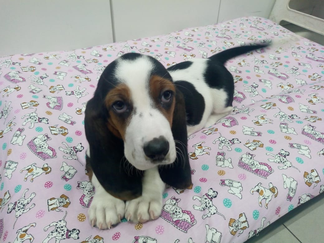 Basset Haund Fêmea Basset Haund Fêmea