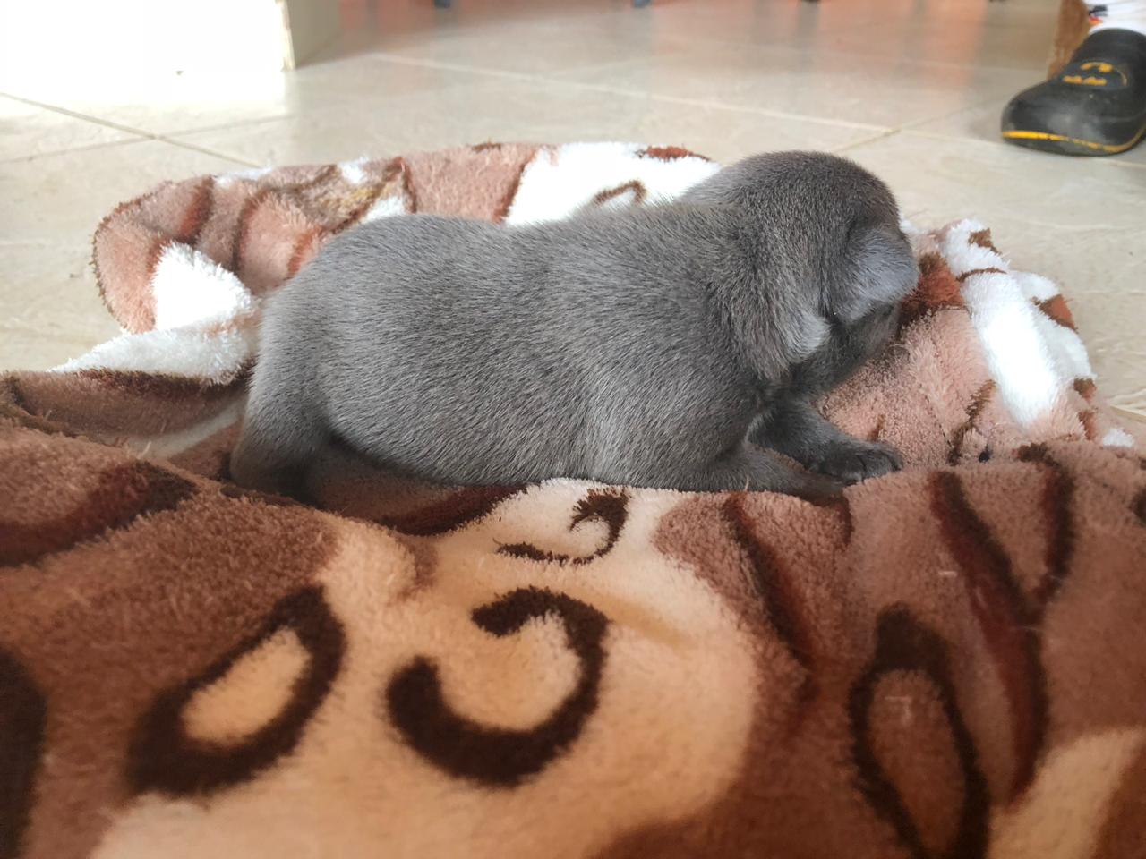 Bulldog Fêmea