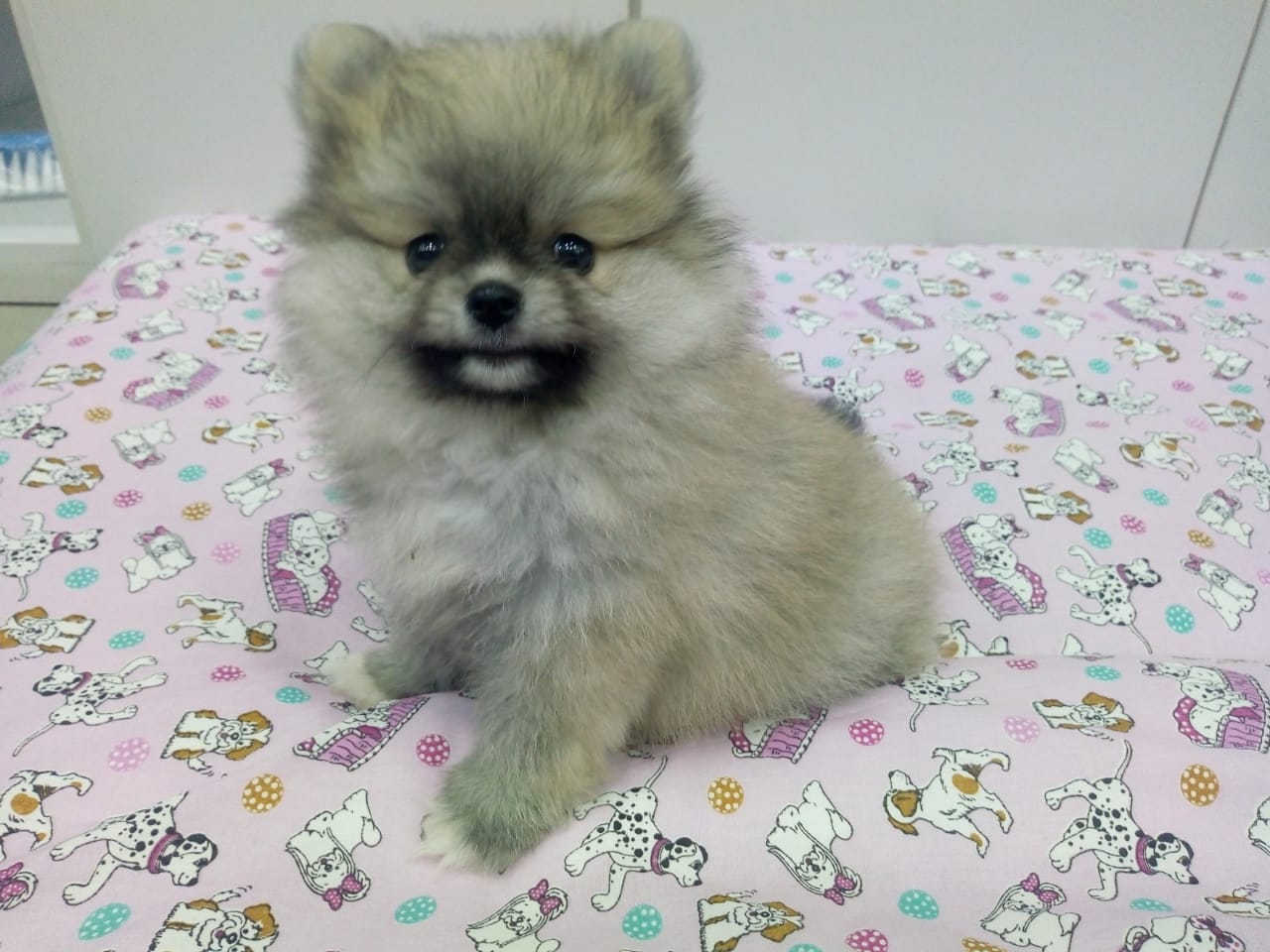Spitz Alemão Fêmea Spitz Alemão Fêmea