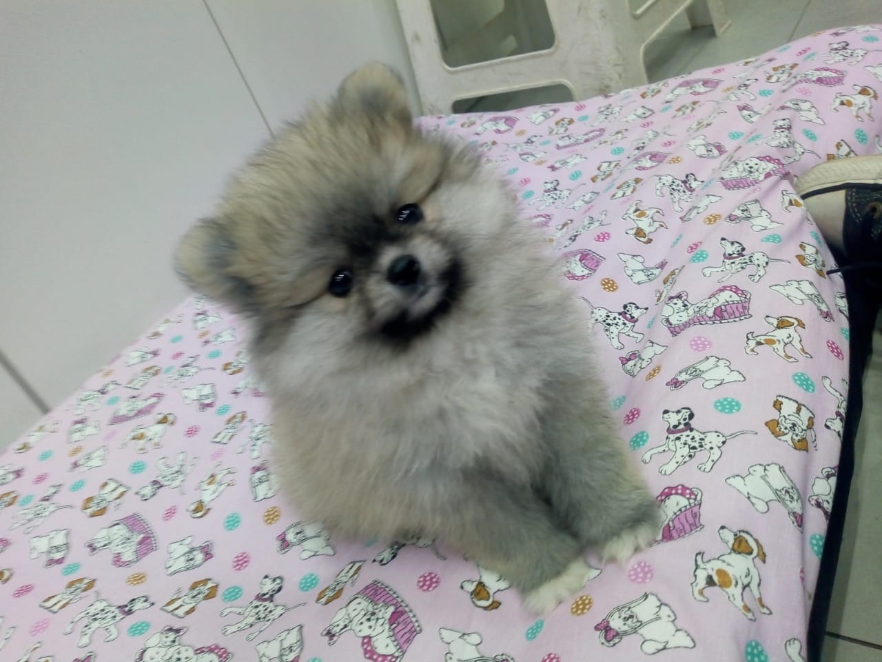 Spitz Alemão Fêmea Spitz Alemão Fêmea