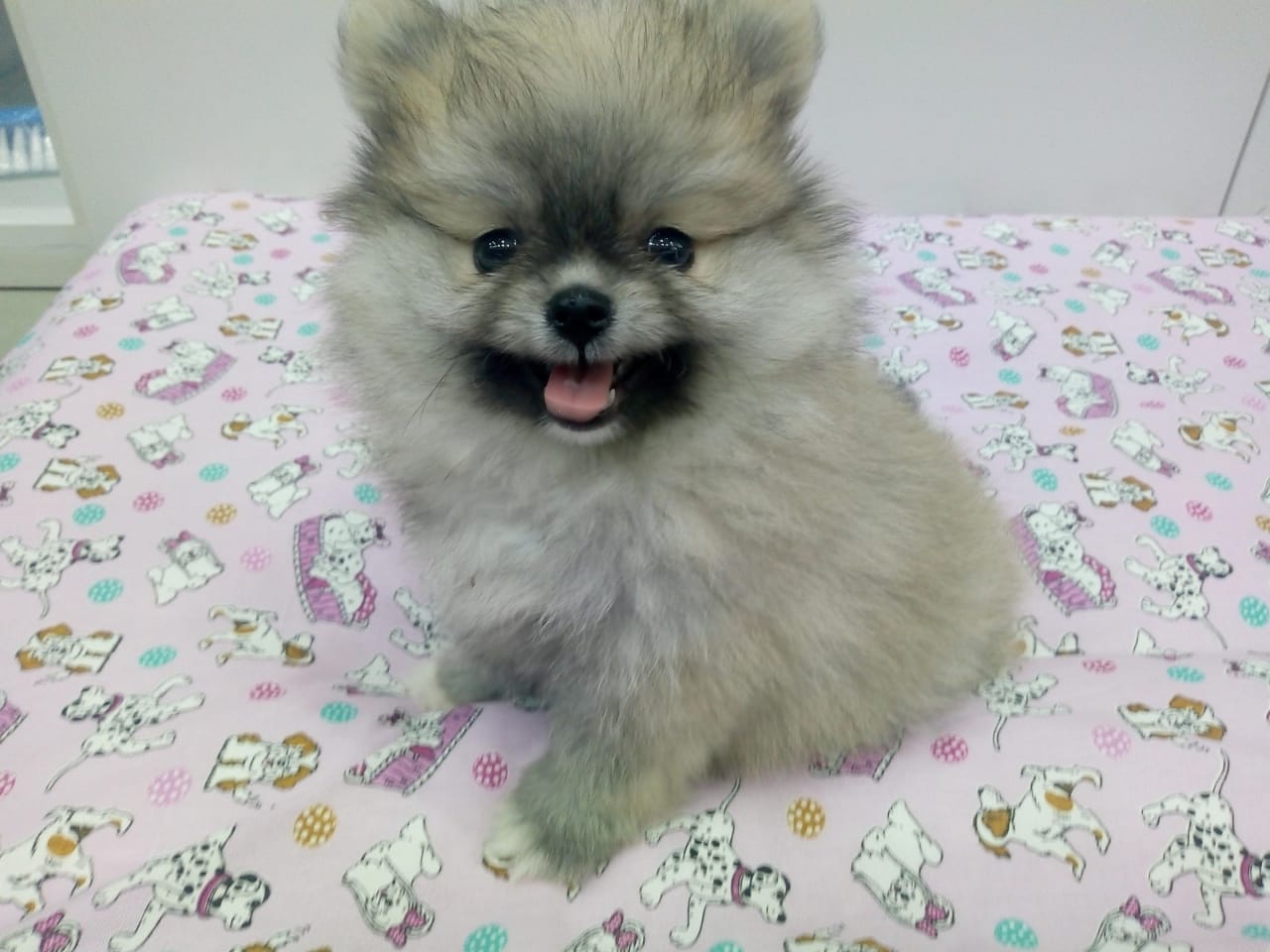 Spitz Alemão Fêmea Spitz Alemão Fêmea