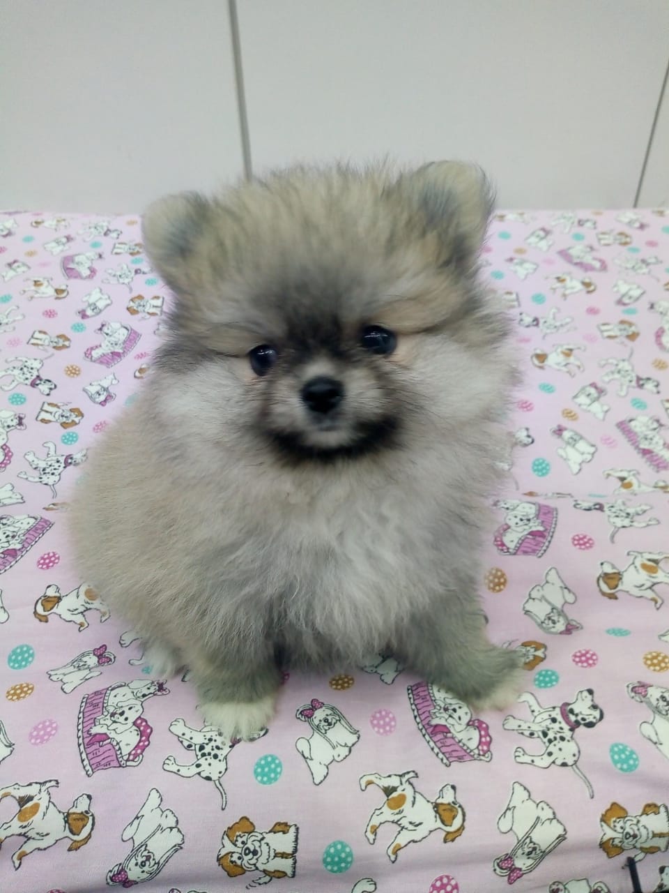 Spitz Alemão Fêmea Spitz Alemão Fêmea