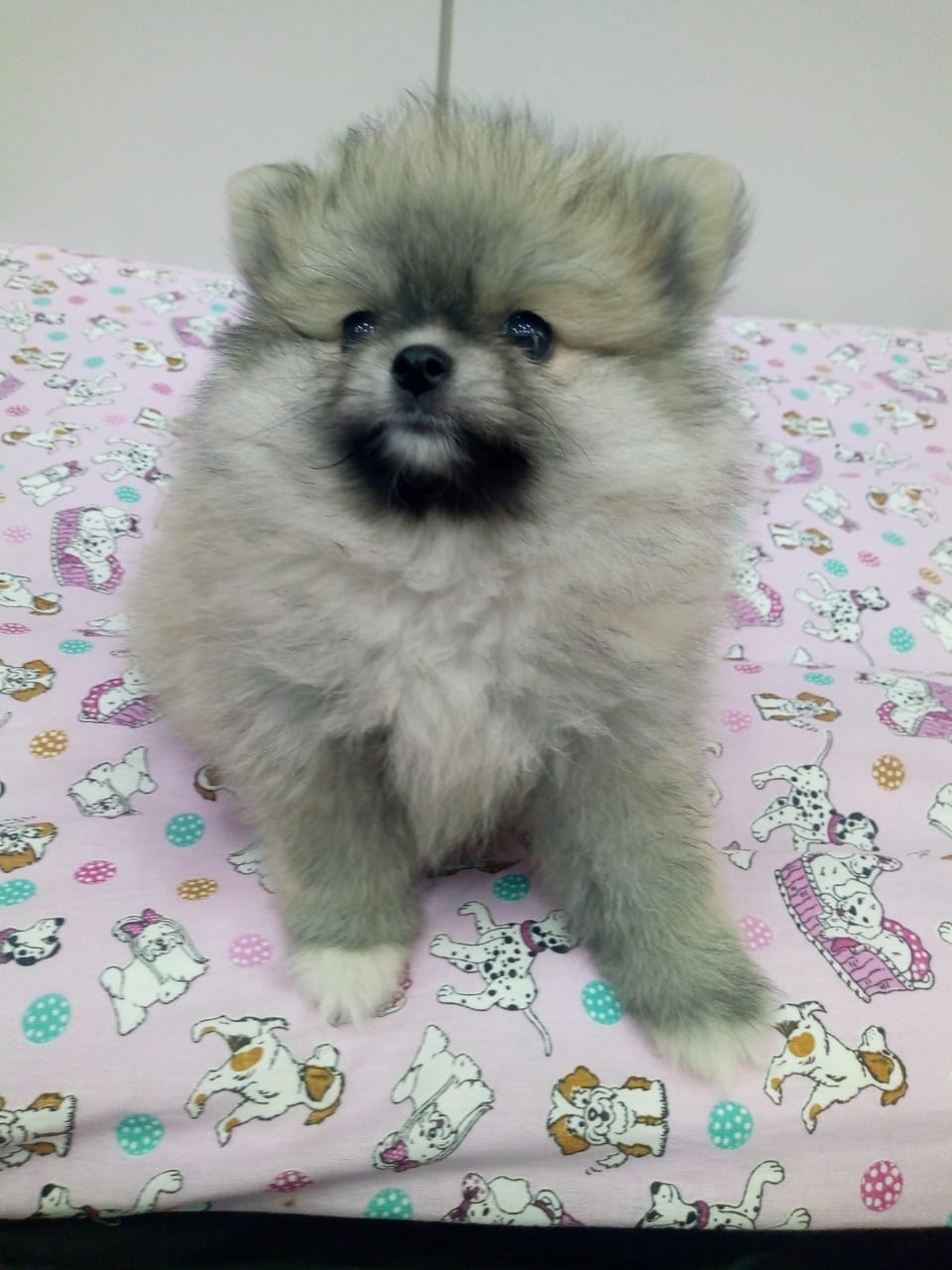 Spitz Alemão Fêmea Spitz Alemão Fêmea